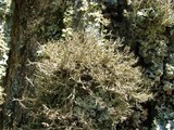 Anaptychia setifera image