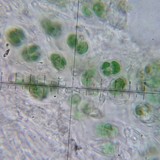Lichinella nigritella image