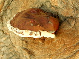 Ganoderma polychromum image