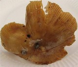 Russula illota image