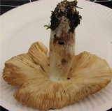 Russula illota image