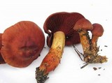 Cortinarius purpureus image