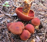 Cortinarius purpureus image