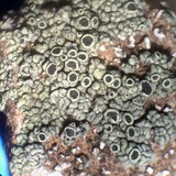 Lecanora argopholis image