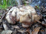 Hypocrea peltata image