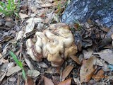 Hypocrea peltata image