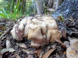 Hypocrea peltata image