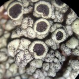 Lecanora argopholis image