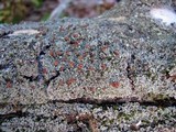 Cladonia caespiticia image