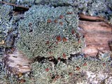 Cladonia caespiticia image