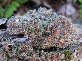 Cladonia caespiticia image