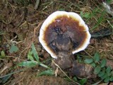 Ganoderma orbiforme image