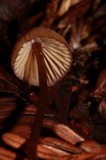Mycena sanguinolenta image