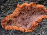 Phlebia radiata image