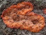 Phlebia radiata image