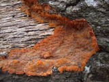 Phlebia radiata image
