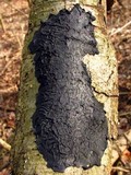 Exidia nigricans image