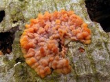Phlebia radiata image