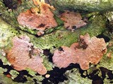 Phlebia radiata image