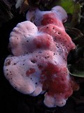 Byssomerulius incarnatus image