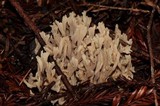 Clavulina rugosa image