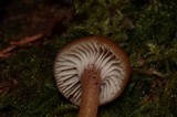 Hygrocybe laeta var. laeta image