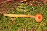 Hygrocybe laeta var. laeta image