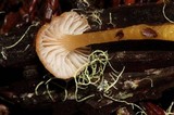 Hygrocybe laeta var. laeta image