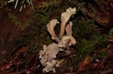 Helminthosphaeria clavariarum image