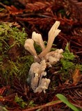 Helminthosphaeria clavariarum image
