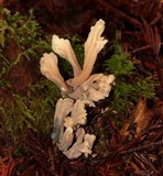 Helminthosphaeria clavariarum image
