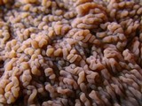 Phlebia radiata image