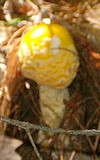 Amanita amerimuscaria image