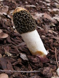 Phallus hadriani image