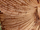 Inocybe sororia image