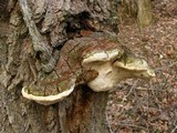 Perenniporia fraxinophila image