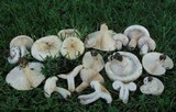 Lactarius pubescens var. betulae image