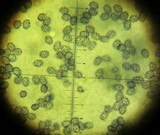 Lactarius pubescens var. betulae image