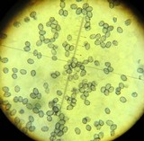 Lactarius pubescens var. betulae image