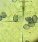 Lactarius pubescens var. betulae image