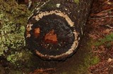 Mucronella flava image