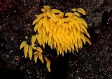 Mucronella flava image