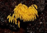 Mucronella flava image