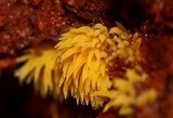 Mucronella flava image