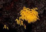 Mucronella flava image