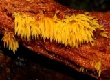 Mucronella flava image
