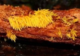 Mucronella flava image