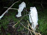 Hypomyces hyalinus image