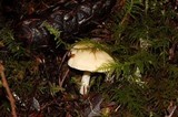 Hydnum oregonense image