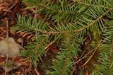 Hydnum oregonense image